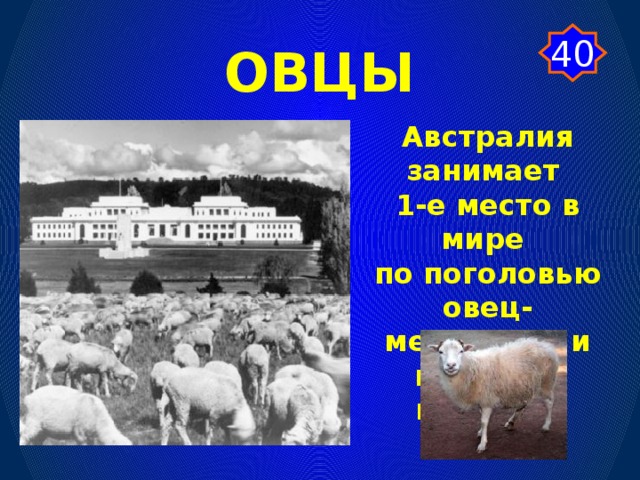 40 ОВЦЫ Австралия занимает 1-е место в мире по поголовью овец-мериносов и настригу шерсти.