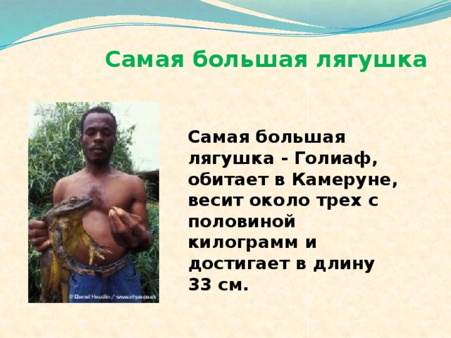Самая большая лягушка Самая большая лягушка - Голиаф, обитает в Камеруне, весит около трех с половиной килограмм и достигает в длину 33 см. 