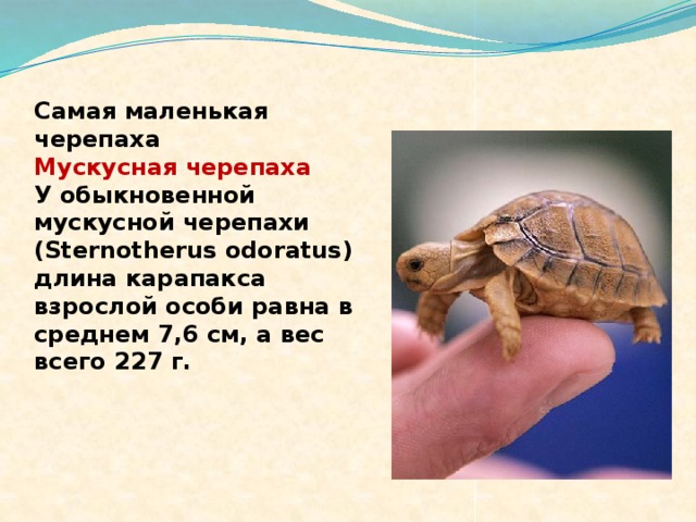 Самая маленькая черепаха Мускусная черепаха У обыкновенной мускусной черепахи (Sternotherus odoratus) длина карапакса взрослой особи равна в среднем 7,6 см, а вес всего 227 г. 