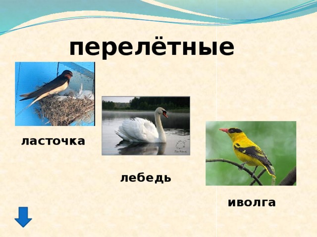 перелётные ласточка лебедь иволга 