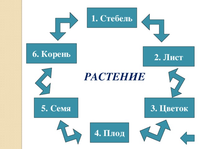 1. Стебель 6. Корень 2. Лист  РАСТЕНИЕ 3. Цветок 5. Семя 4. Плод 