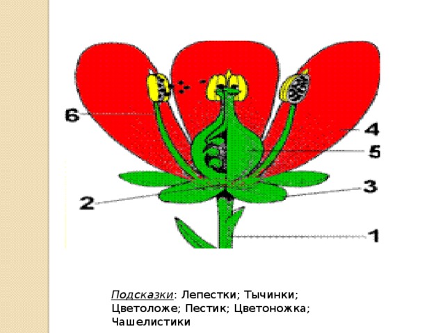 Подсказки : Лепестки; Тычинки; Цветоложе; Пестик; Цветоножка; Чашелистики 