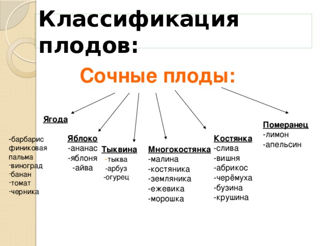 Классификация плодов: Сочные плоды:  Ягода  - барбарис финиковая пальма виноград банан томат черника Померанец -лимон -апельсин Яблоко Костянка -ананас -слива -яблоня -вишня -абрикос -айва -черёмуха -бузина -крушина  Тыквина Многокостянка -малина - тыква -арбуз -костяника -земляника -огурец -ежевика -морошка 