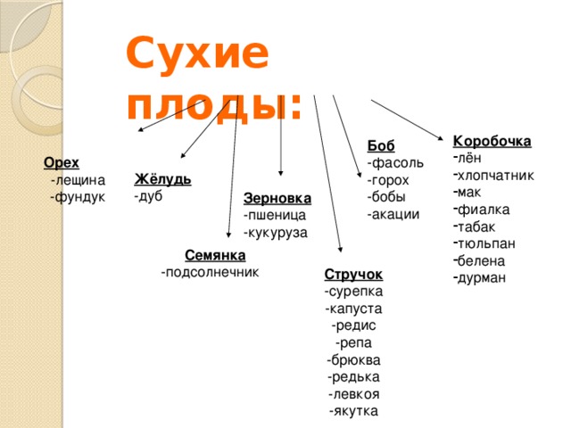 Сухие плоды: Коробочка лён хлопчатник мак фиалка табак тюльпан белена дурман  Орех Боб -фасоль -лещина -горох -фундук -бобы -акации Жёлудь -дуб Зерновка -пшеница -кукуруза  Семянка -подсолнечник Стручок -сурепка -капуста -редис -репа -брюква -редька -левкоя -якутка 