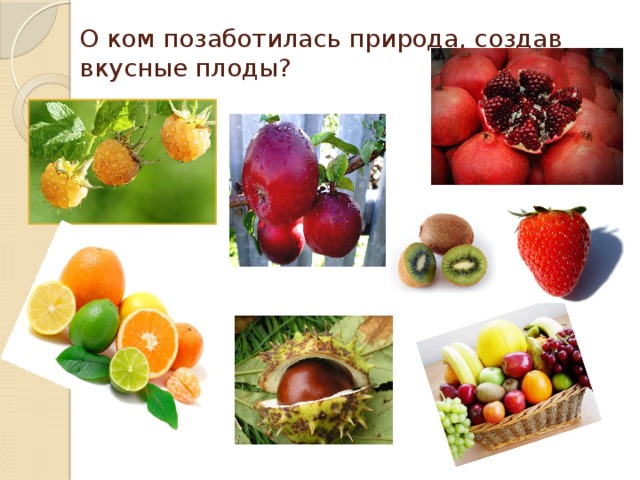 О ком позаботилась природа, создав вкусные плоды?   