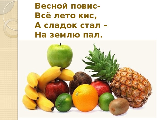  Весной повис-  Всё лето кис,  А сладок стал –  На землю пал.   