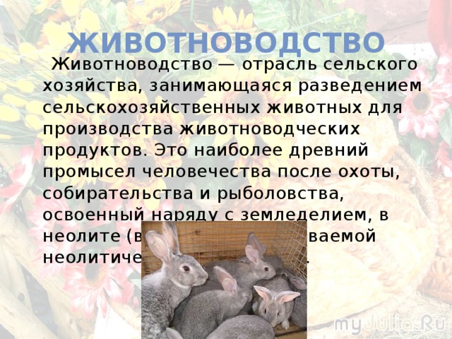 Животноводство  Животноводство — отрасль сельского хозяйства, занимающаяся разведением сельскохозяйственных животных для производства животноводческих продуктов. Это наиболее древний промысел человечества после охоты, собирательства и рыболовства, освоенный наряду с земледелием, в неолите (во время так называемой неолитической революции). 