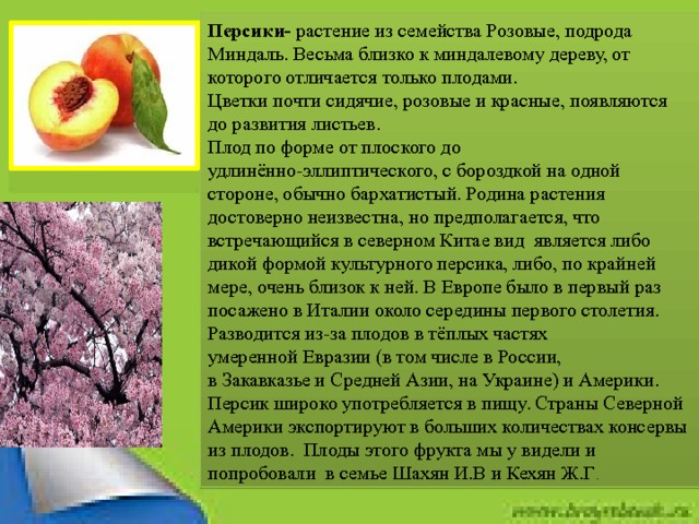 Персики- растение из семейства Розовые, подрода Миндаль. Весьма близко к миндалевому дереву, от которого отличается только плодами. Цветки почти сидячие, розовые и красные, появляются до развития листьев. Плод по форме от плоского до удлинённо-эллиптического, с бороздкой на одной стороне, обычно бархатистый. Родина растения достоверно неизвестна, но предполагается, что встречающийся в северном Китае вид  является либо дикой формой культурного персика, либо, по крайней мере, очень близок к ней. В Европе было в первый раз посажено в Италии около середины первого столетия. Разводится из-за плодов в тёплых частях умеренной Евразии (в том числе в России, в Закавказье и Средней Азии, на Украине) и Америки. Персик широко употребляется в пищу. Страны Северной Америки экспортируют в больших количествах консервы из плодов. Плоды этого фрукта мы у видели и попробовали в семье Шахян И.В и Кехян Ж.Г . 