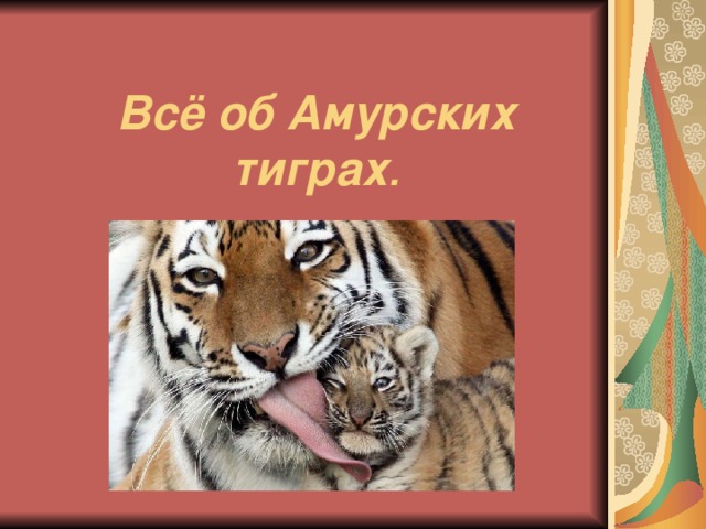 Всё об Амурских тиграх . 