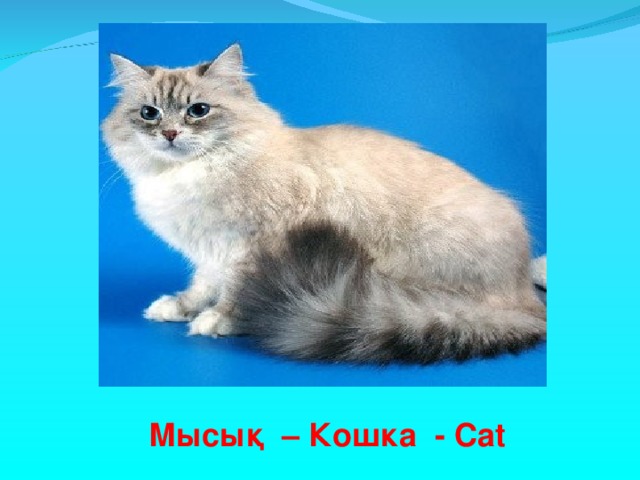 Мысық – Кошка - Cat 