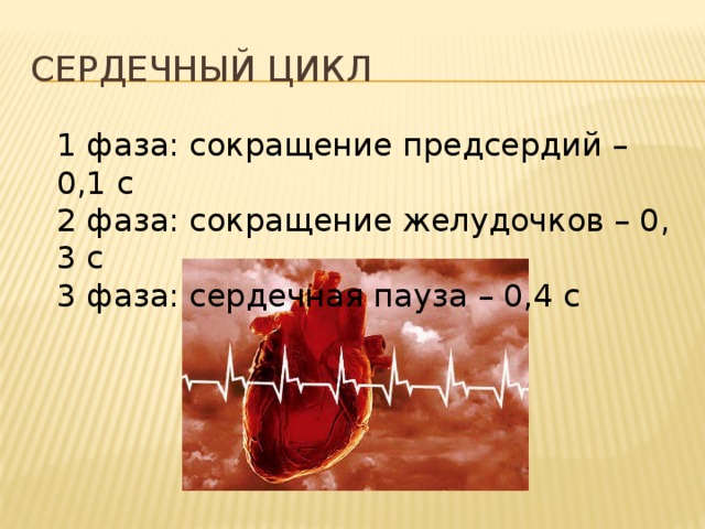 Сердечный цикл 1 фаза: сокращение предсердий – 0,1 с 2 фаза: сокращение желудочков – 0, 3 с 3 фаза: сердечная пауза – 0,4 с