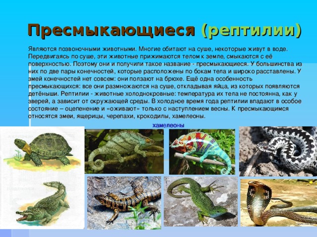 Проект на тему ящерицы