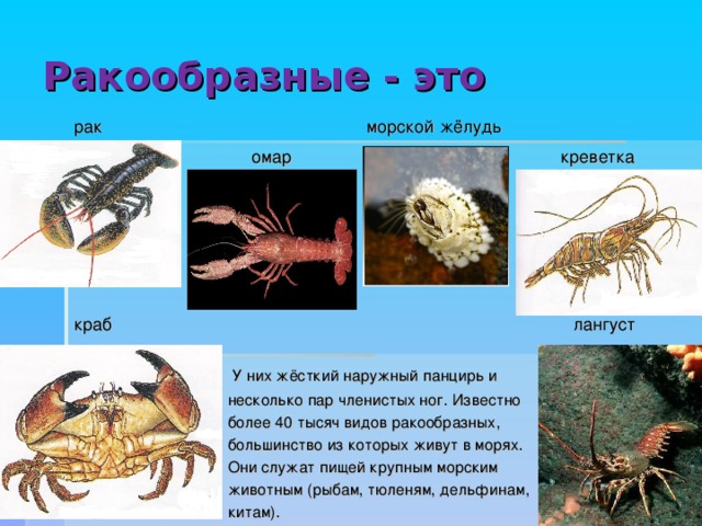 Креветки презентация 7 класс