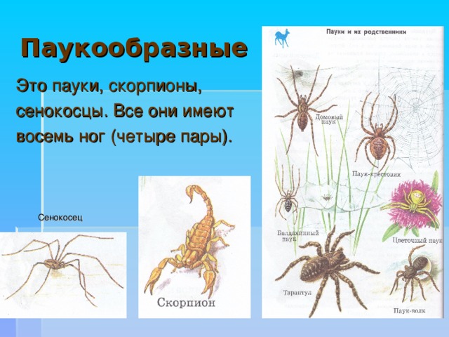 Презентация на тему "Скорпионы" - скачать бесплатно презентации по Биологии