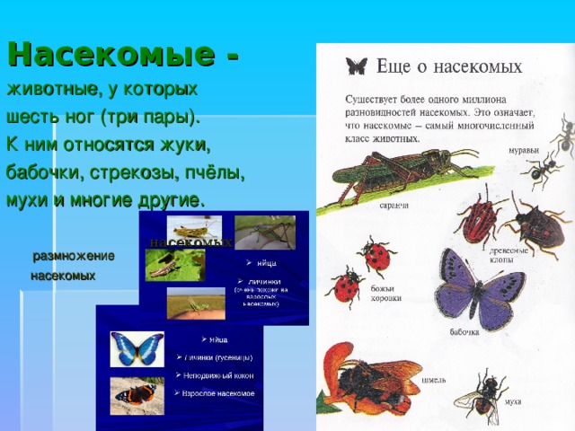 Шесть ног три пары. Животные относящиеся к группе насекомых. Животные у которых шесть ног три пары. Животные которые относятся к насекомым. К какой группе относятся насекомые.