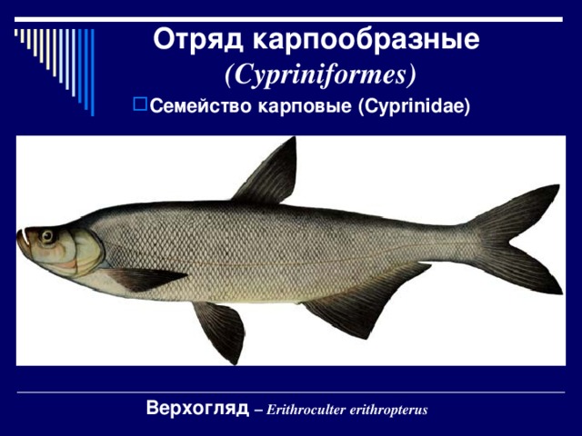 Отряд карпообразные строение. Карпообразные характеристика. Особенности внешнего строения карпообразных. Особенности внешнего строения карпообразных. Особенности внешнего строения карпообразных.