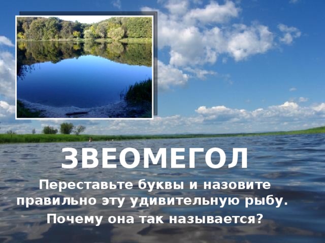 ЗВЕОМЕГОЛ Переставьте буквы и назовите правильно эту удивительную рыбу. Почему она так называется? 