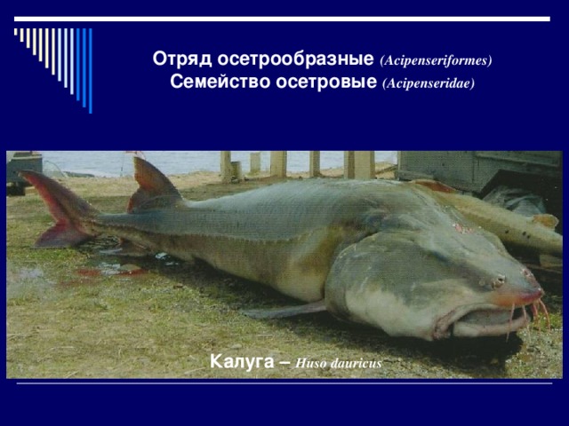Рыба Калуга И Описание Цена За Килограмм