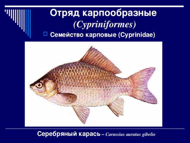 Внешнее строение карпообразных. Карпообразные строение. Карпообразные рыбы карась. Внешнее строение карпообразных. Внешнее строение карпообразных.