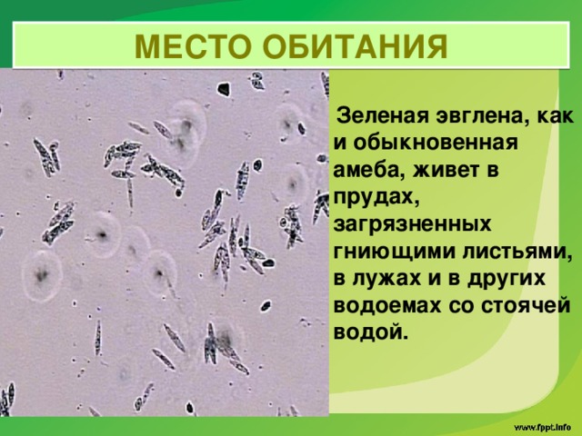 Что общего между показанными на рисунке организмами и что их отличает эвглена зеленая и