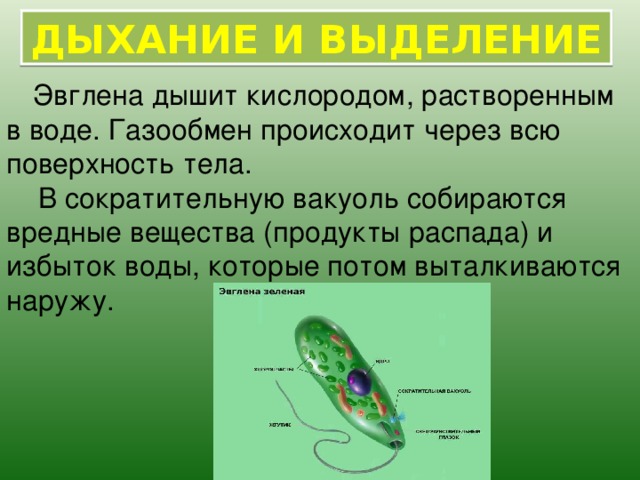 Экспериментатор поместил культуру эвглен зеленых в темный шкаф на продолжительное время