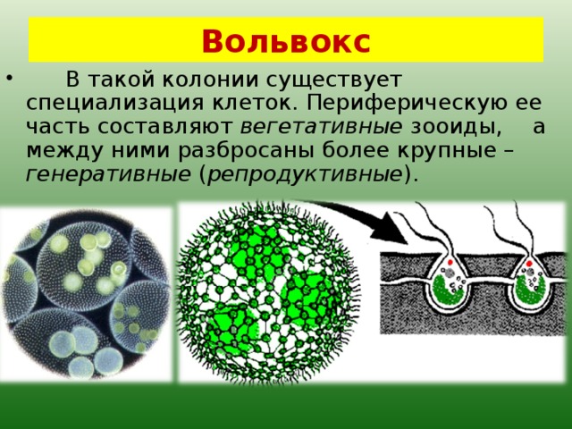 Воспитательные колонии презентация