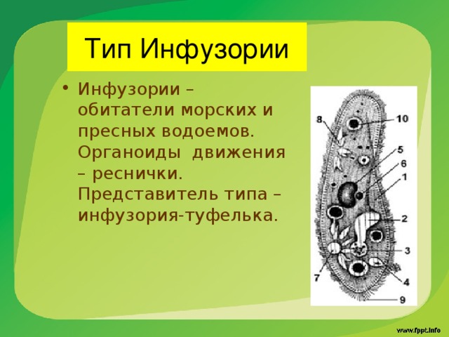 Виды инфузорий картинки