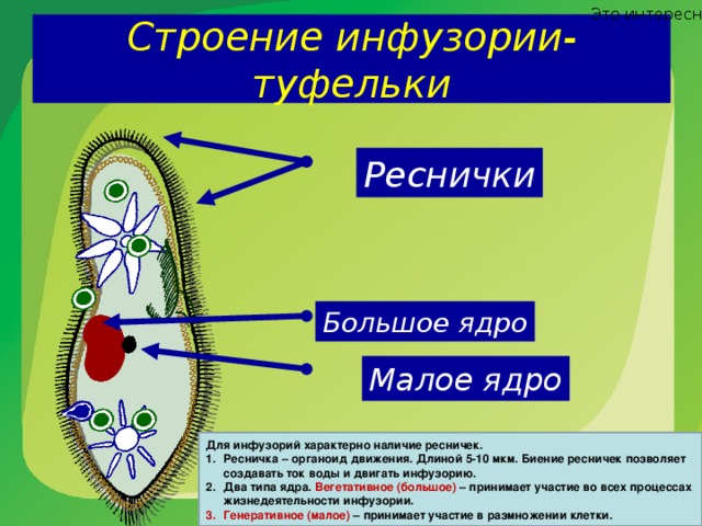 Виды инфузорий картинки