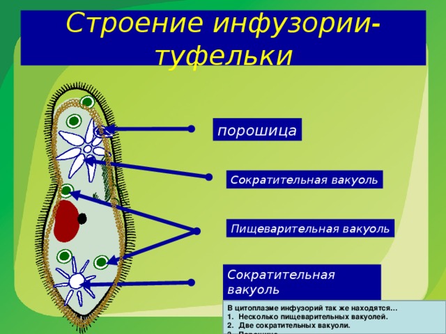 Картинка инфузории туфельки