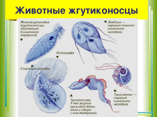 Как называется группа простейших изображенных на картинке