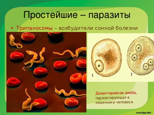 Дизентерийная амеба микробиология презентация