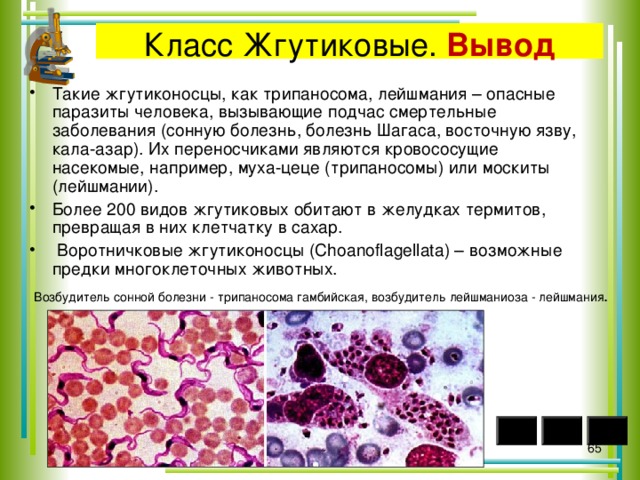 Презентация на тему лейшмания