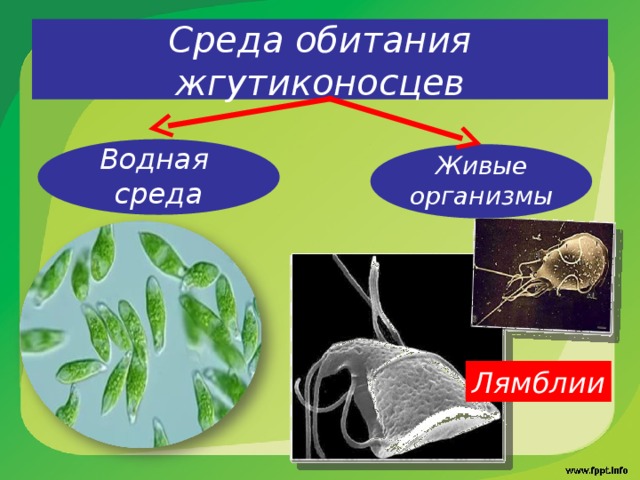 Живые организмы как среда обитания картинки