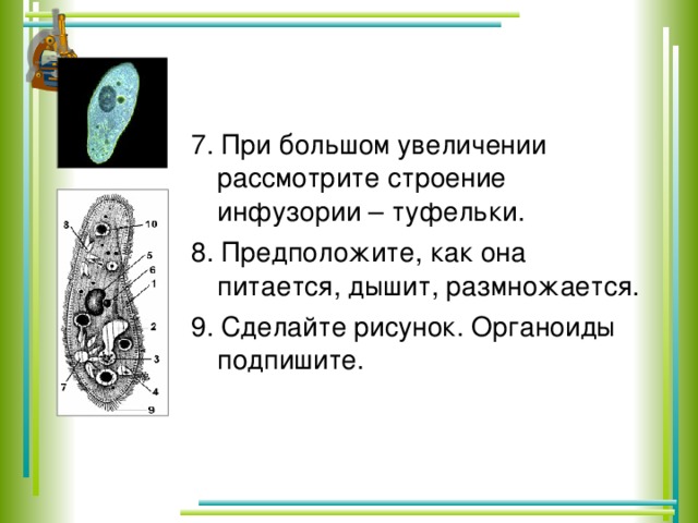 Что общего между показанными на рисунке организмами и что их отличает