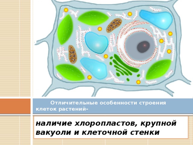  Отличительные особенности строения клеток растений- наличие хлоропластов, крупной вакуоли и клеточной стенки 