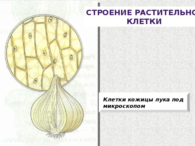 Строение растительной Клетки Клетки кожицы лука под микроскопом 