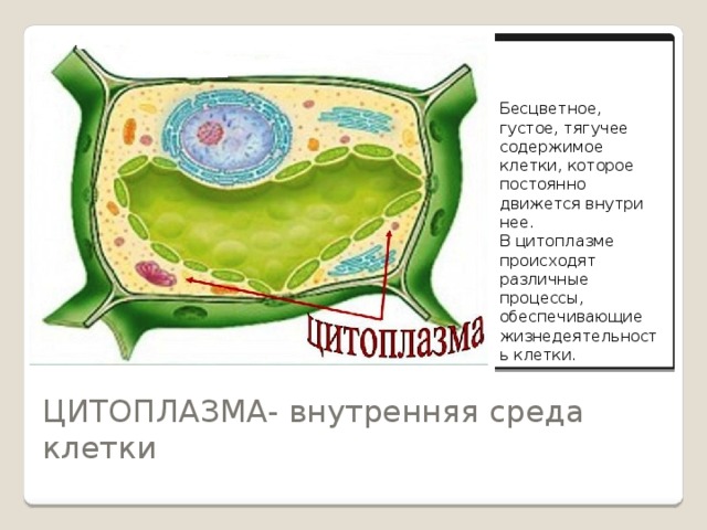 Бесцветное, густое, тягучее содержимое клетки, которое постоянно движется внутри нее. В цитоплазме происходят различные процессы, обеспечивающие жизнедеятельность клетки. ЦИТОПЛАЗМА- внутренняя среда клетки 