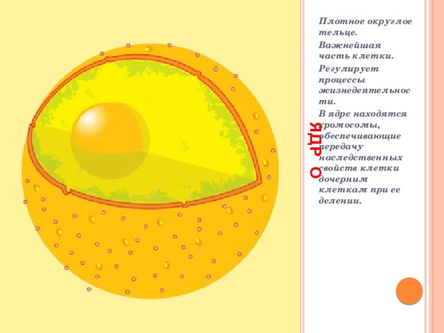  ЯДР О Плотное округлое тельце. Важнейшая часть клетки. Регулирует процессы жизнедеятельности. В ядре находятся хромосомы, обеспечивающие передачу наследственных свойств клетки дочерним клеткам при ее делении.  