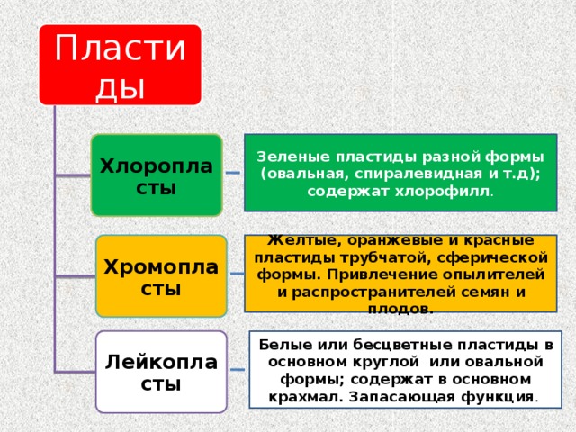 Пластиды Хлоропласты Зеленые пластиды разной формы (овальная, спиралевидная и т.д); содержат хлорофилл . Хромопласты Желтые, оранжевые и красные пластиды трубчатой, сферической формы. Привлечение опылителей и распространителей семян и плодов. Лейкопласты Белые или бесцветные пластиды в основном круглой или овальной формы; содержат в основном крахмал. Запасающая функция . 