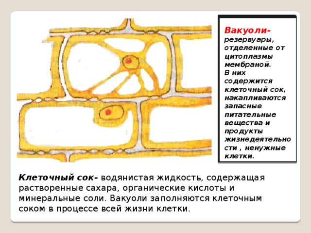 Вакуоли- резервуары, отделенные от цитоплазмы мембраной. В них содержится клеточный сок, накапливаются запасные питательные вещества и продукты жизнедеятельности , ненужные клетки. Клеточный сок- водянистая жидкость, содержащая растворенные сахара, органические кислоты и минеральные соли. Вакуоли заполняются клеточным соком в процессе всей жизни клетки. 