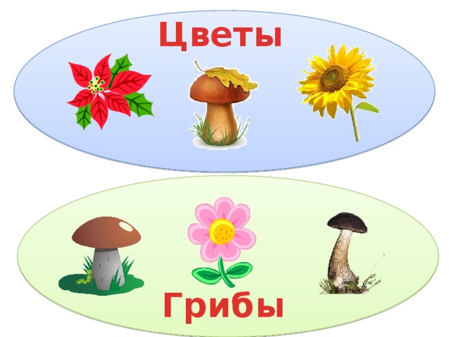 Цветы Грибы