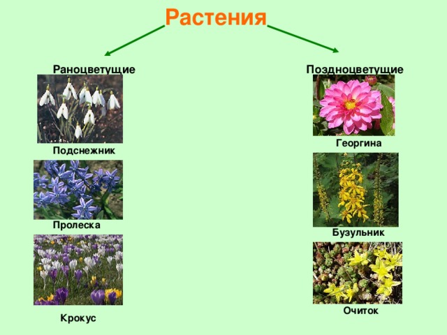 Растения Раноцветущие Поздноцветущие Георгина Подснежник Пролеска Бузульник Очиток Крокус 