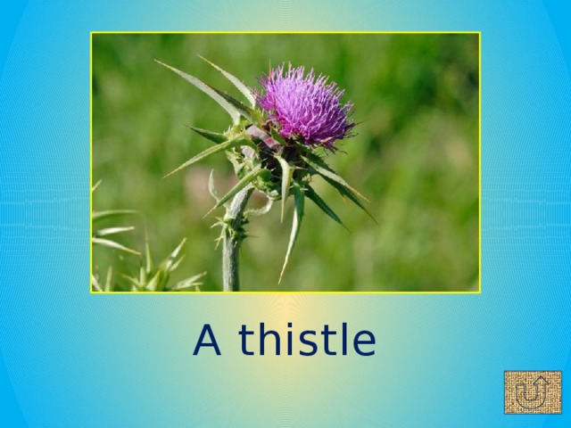 A thistle