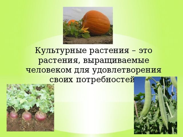 Какие культурные растения выращивает человек. Культурные овощные культуры. Какие культурные растения выращивает человек. Культурные травы. Выращиваемые культурные растения.