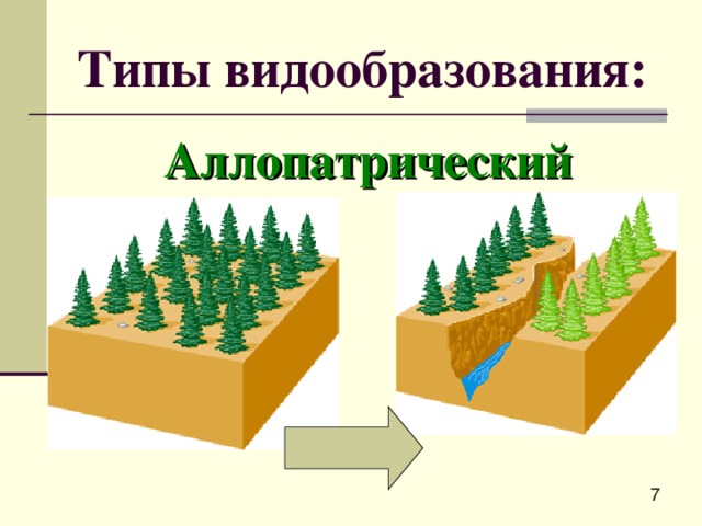 Типы видообразования: Аллопатрический 