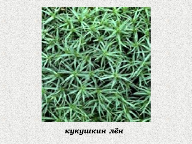 кукушкин лён