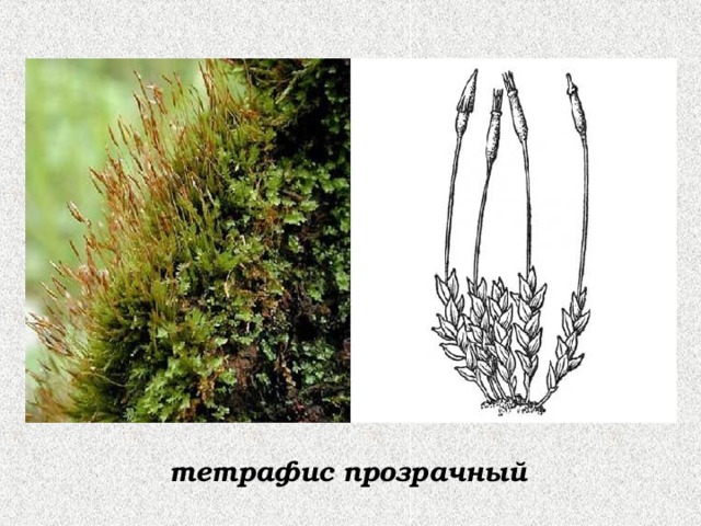 тетрафис прозрачный