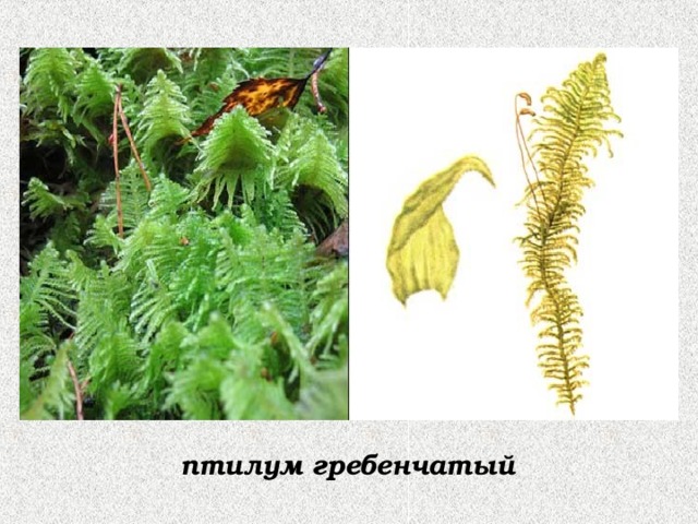 птилум гребенчатый