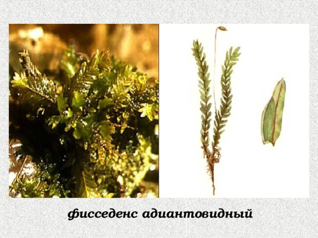 фисседенс адиантовидный