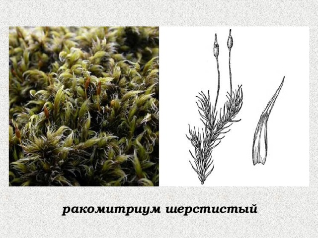 ракомитриум шерстистый